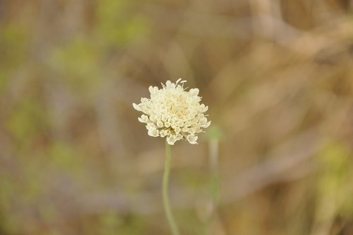 flower  plant  nature