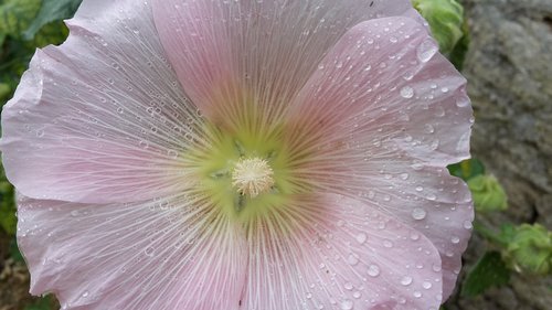 flower  nature  plant