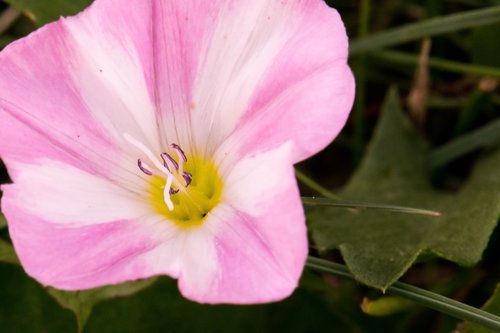 flower  bindweed  pink