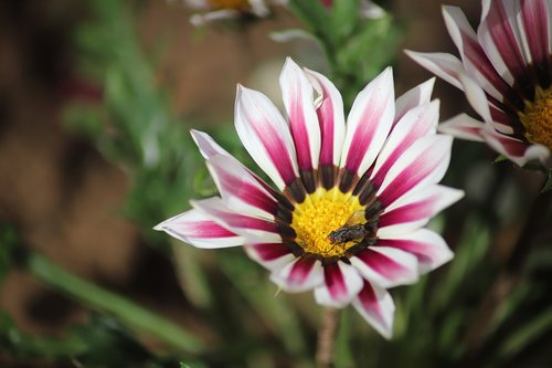 flower  fly  pollen