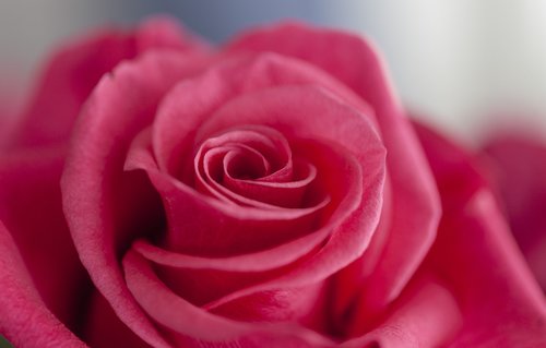 flower  rose  pink