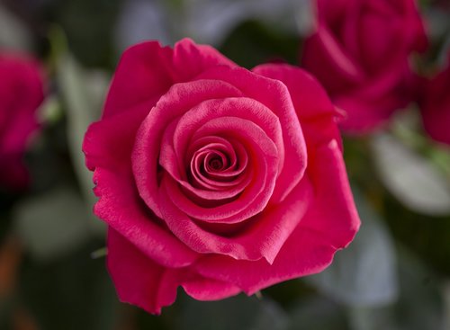 flower  rose  pink