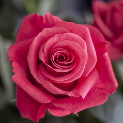 flower  rose  pink