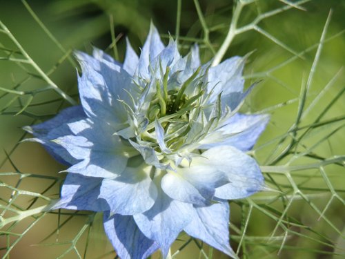 flower  nature  garden