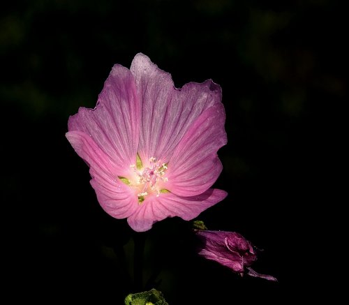 flower  pink  figure