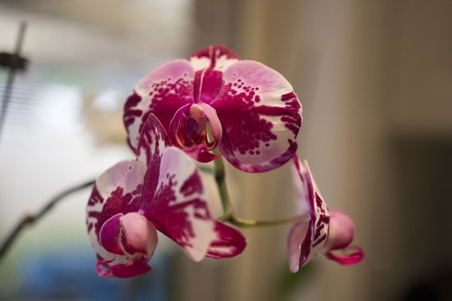 flower  orchids  bloom
