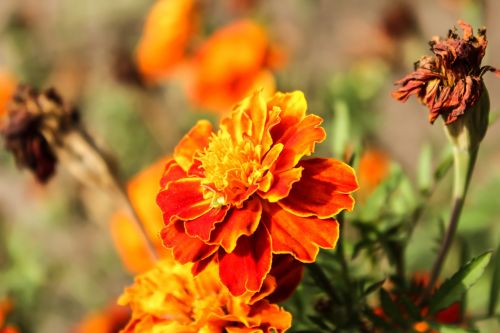 flower orange colorful
