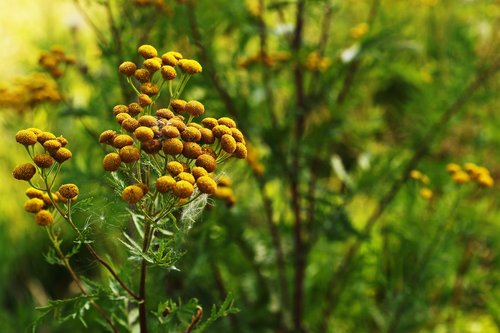 flower  growth  wild flower