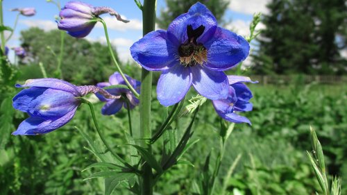 flower  blue  delphinium