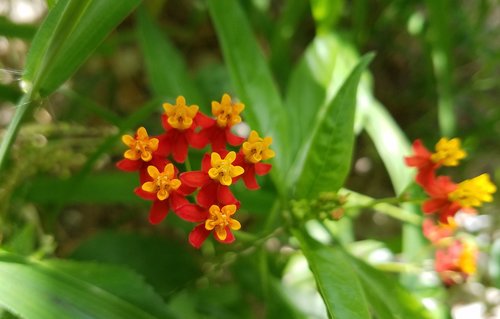 flower  weed  green