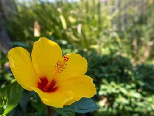 flower  close up  nature