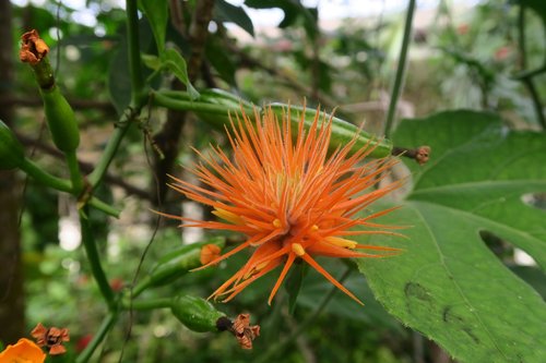 flower  exotic  florida