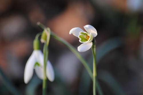 flower  spring  plant