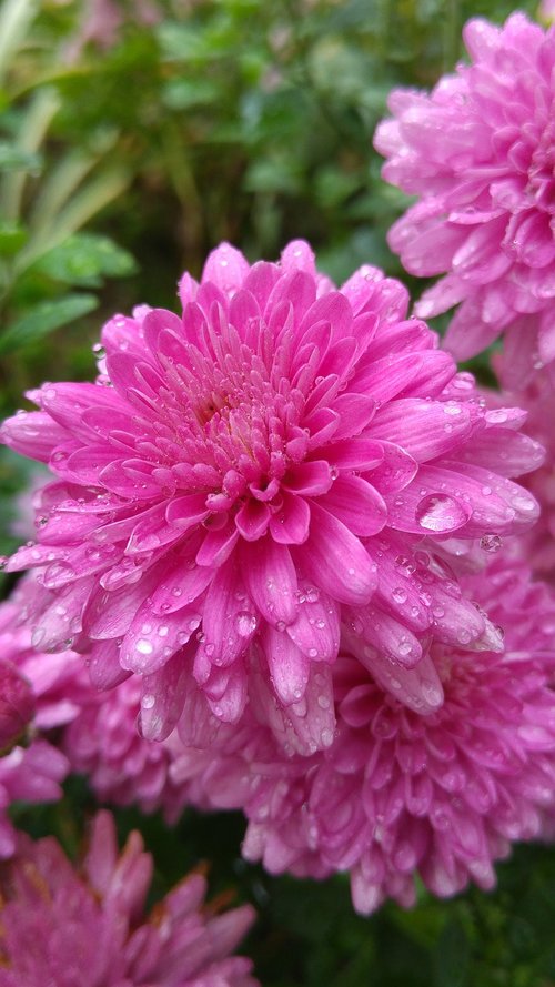 flower  pink  gardeb