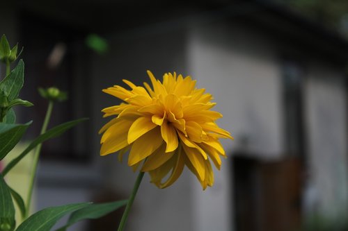 flower  plant  yellow