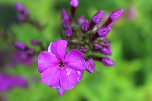 flower  garden  nature