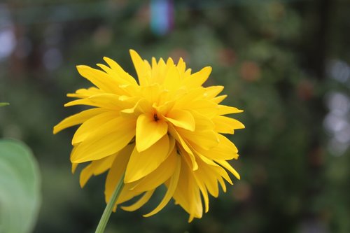 flower  garden  nature