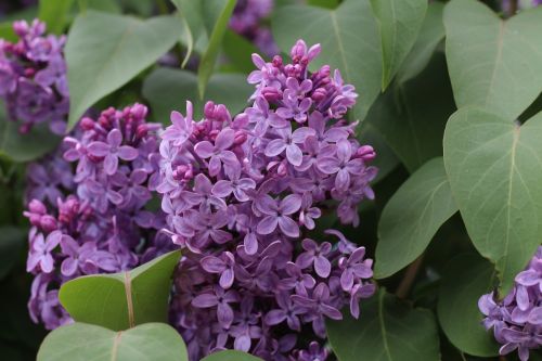 flower lilacs summer flowers