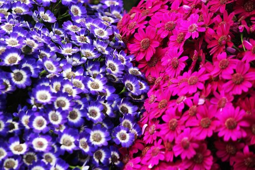 flower  purple  pink