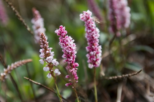 flower  pink  england