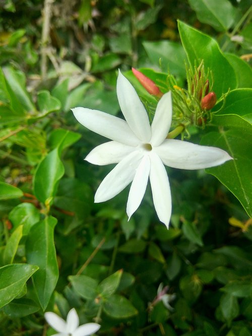 flower  nature  leaf