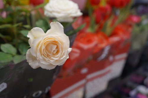 flower  rosa  white rose