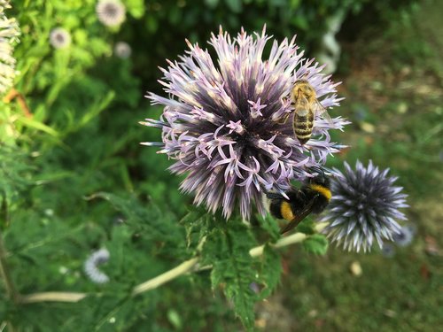 flower  bee  hummel