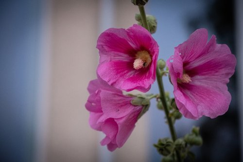 flower  nature  blossom