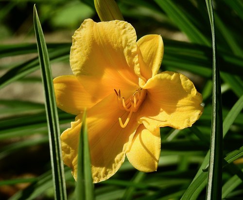 flower  yellow  garden