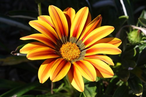 flower  orange  yellow