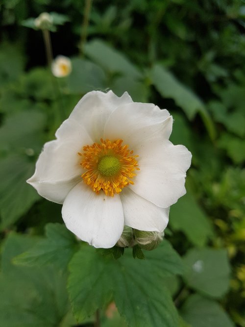 flower  garden  flowers