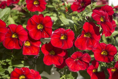 flower  garden  flora