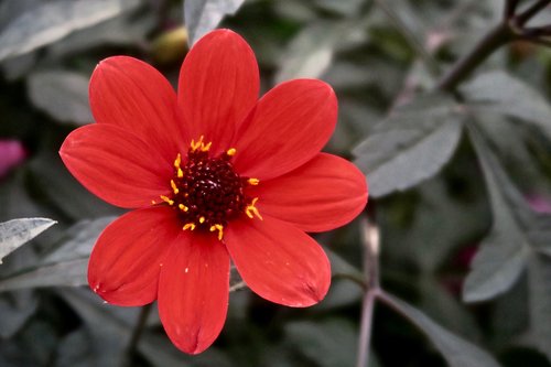 flower  red  nature