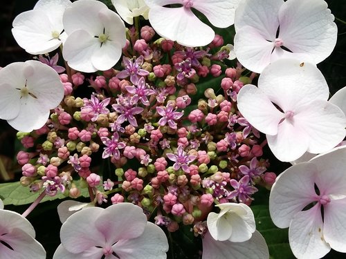 flower  hortense  buds