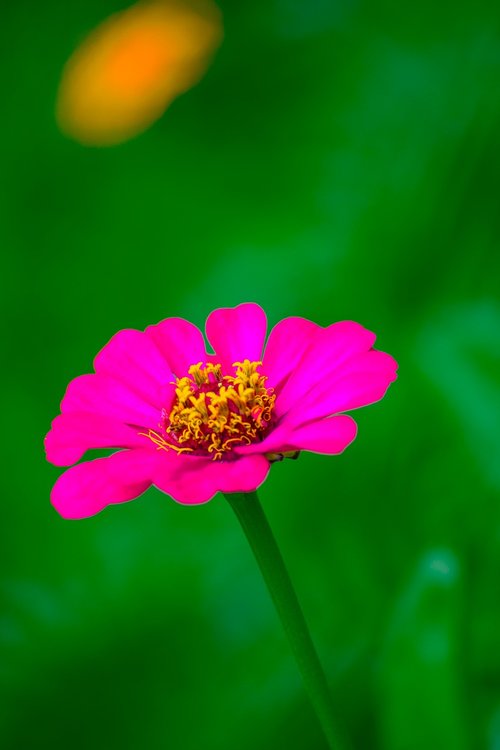 flower  rose  nature