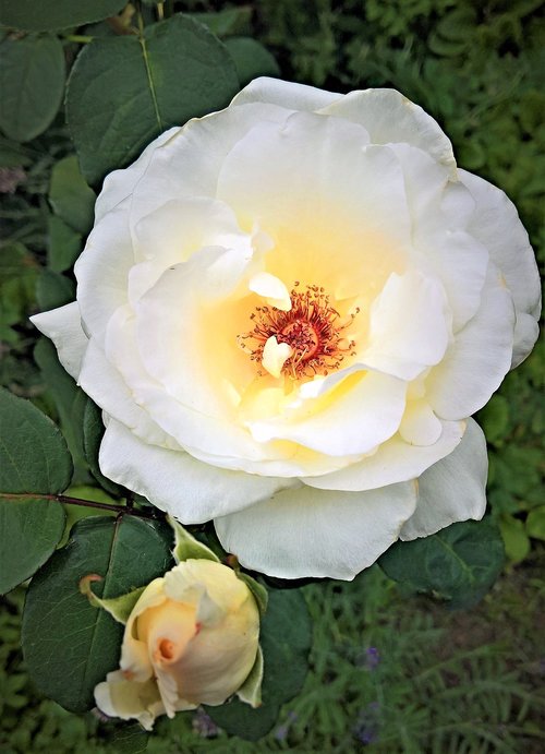 flower  rose  floribunda