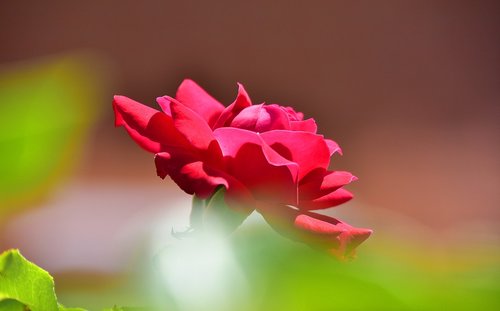 flower  garden  rosa