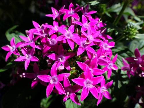 flower  stars  violet