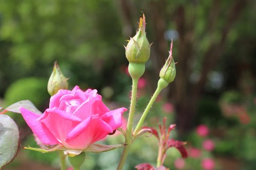 flower  nature  rose