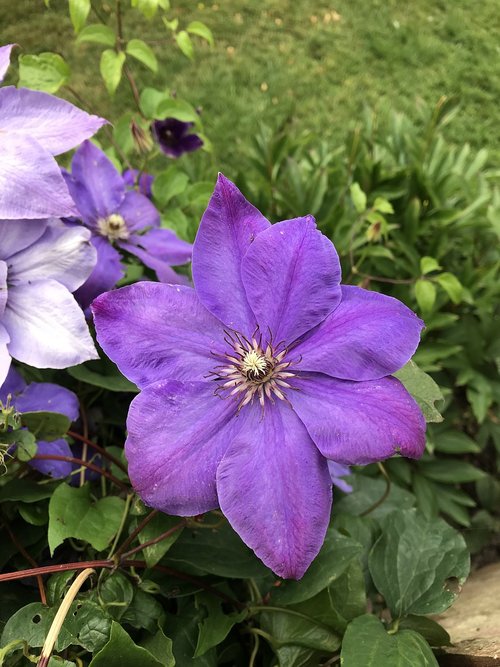 flower  purple  nature