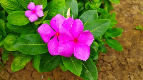 flower  pink  petals