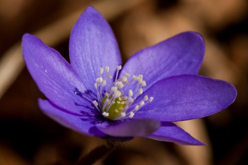 flower violet spring