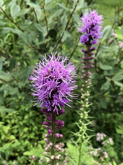 flower  purple  garden