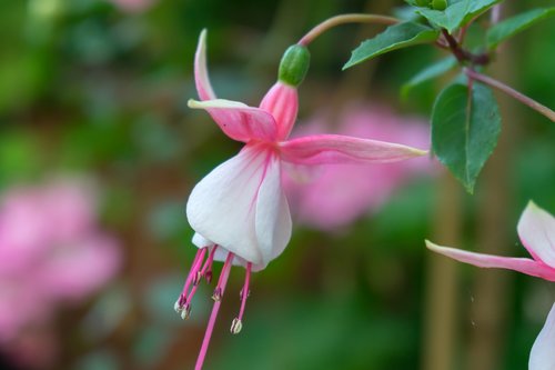 flower  nature  garden