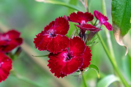 flower  nature  garden