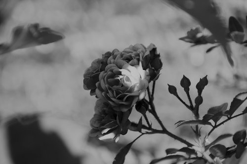 flower  black and white  nature