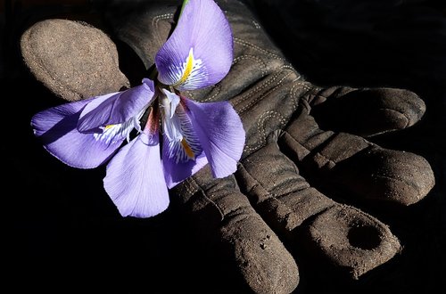 flower  iris  garden