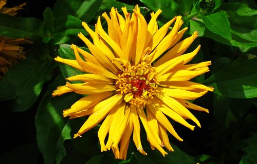 flower  zinnia  yellow