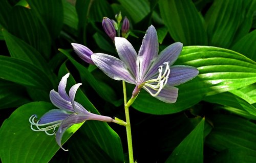 flower  hosta leaf  garden