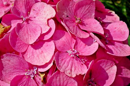 flower  hydrangea  pink